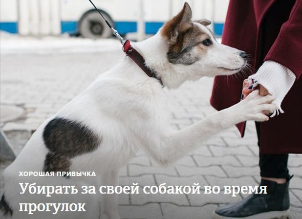 Почему нужно убирать экскременты за своей собакой и как это правильно делать