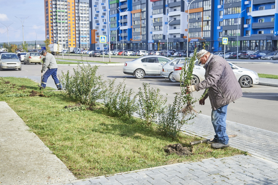 Озеленение Города Спутника продолжается Озеленение Города Спутника продолжается
